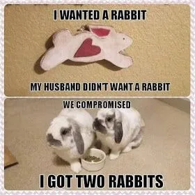 We Compromised With Two Rabbits