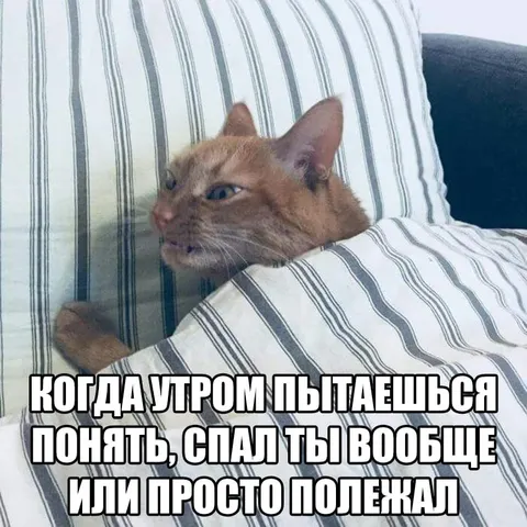 Кот пытается понять, спал ли он