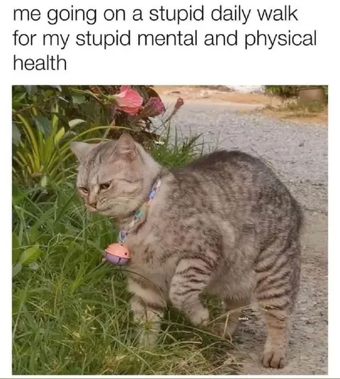 Stupid Daily Walk