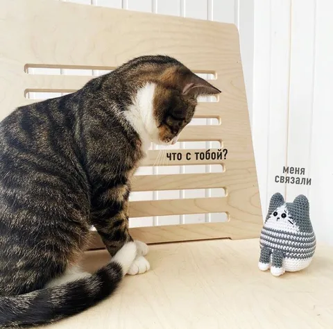 Кот спрашивает, что случилось