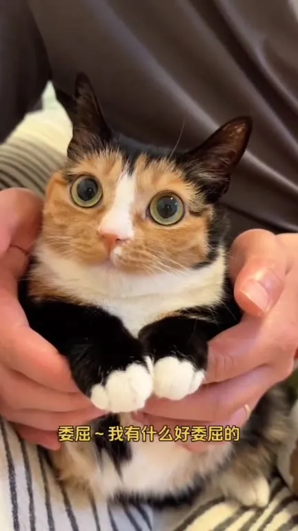 没有罐罐吃的猫咪