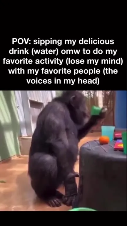 Chimp Sipping Water with Voices