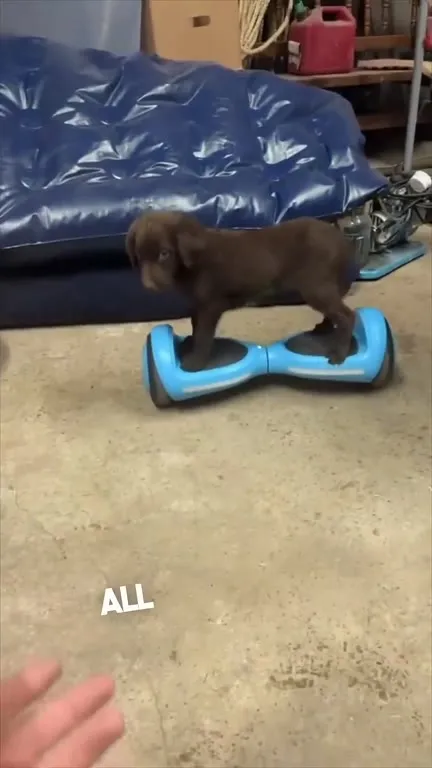 Puppy Masters the Hoverboard
