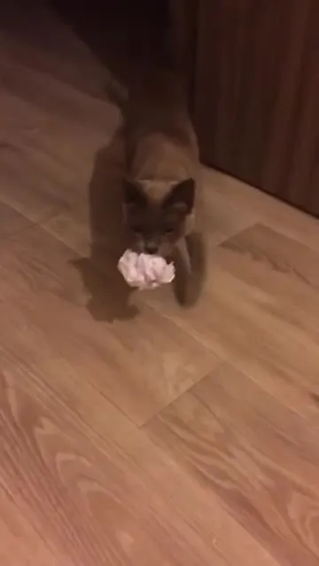 Кот приносит туалетную бумагу