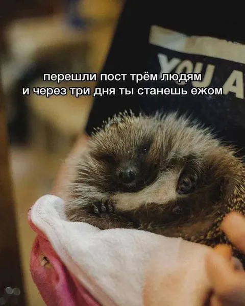 Через три дня станешь ежом