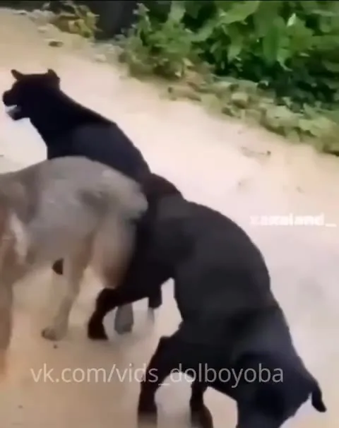 Их было трое, а осталось двое