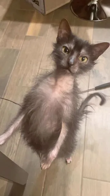 Лохматый котёнок на полу