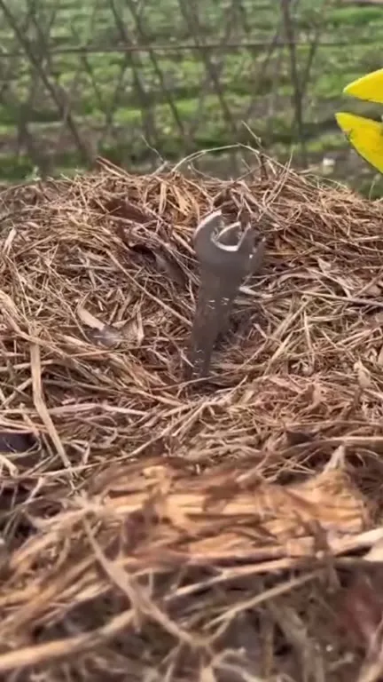 Птичка клюёт гаечный ключ