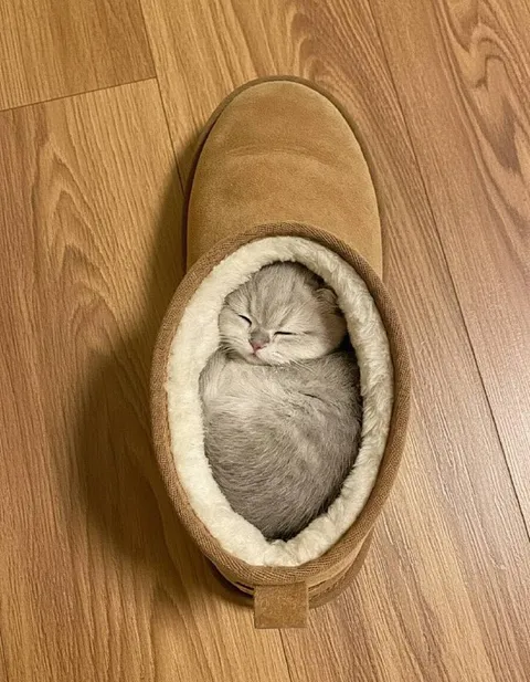 Котёнок в тапочке