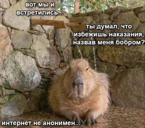 Капибара знает, кто ты