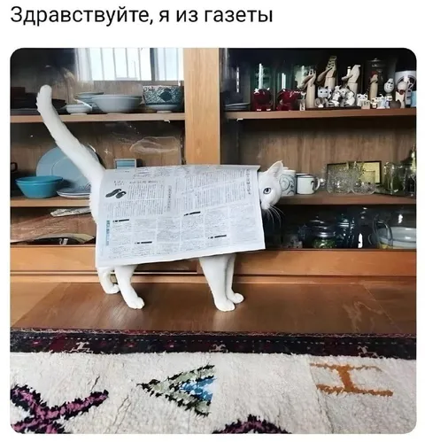Кот из газеты