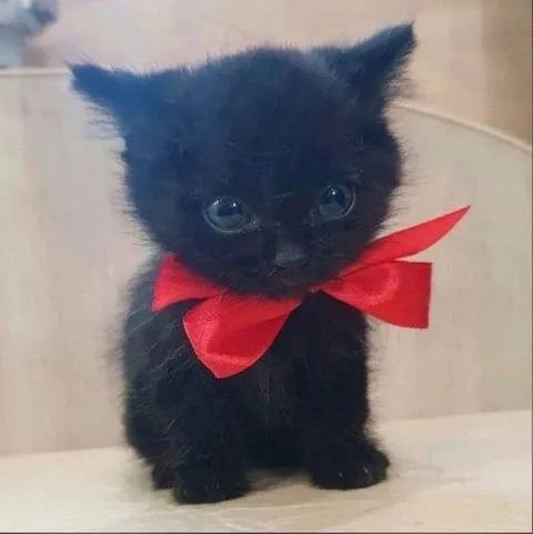 Чёрный котёнок с красным бантом