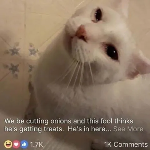 Cat Thinks Onions Are Treats