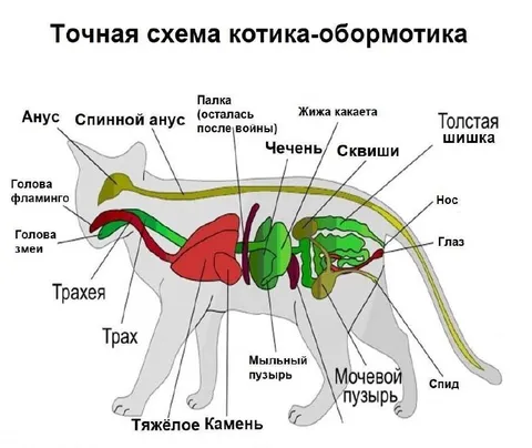 Точная схема котика-обормотика