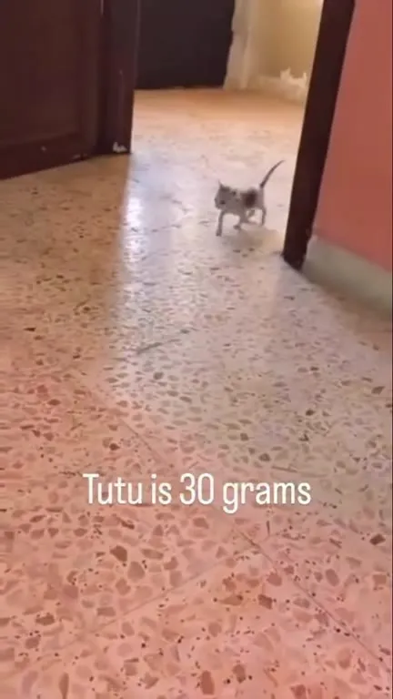 Tutu Is 30 Grams Kitten Weighing