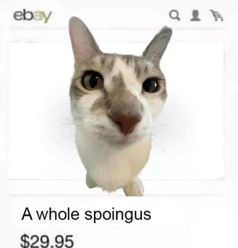 A Whole Spoingus for $29.95