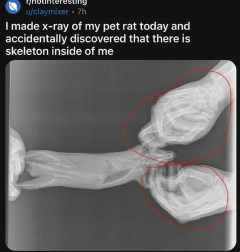 Rat Discovers Its Skeleton