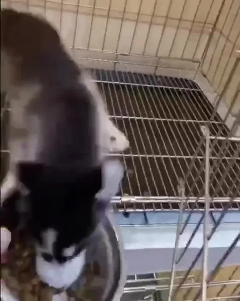 Котёнок застрял в клетке