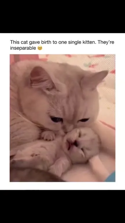 Inseparable Cat and Kitten