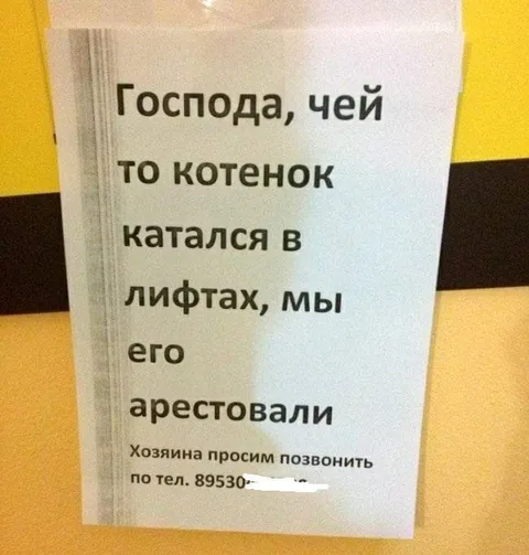 Котенок катался в лифтах