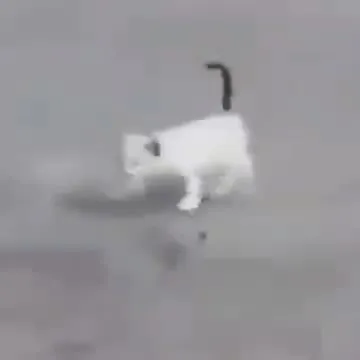 Белый кот нелепо скользит