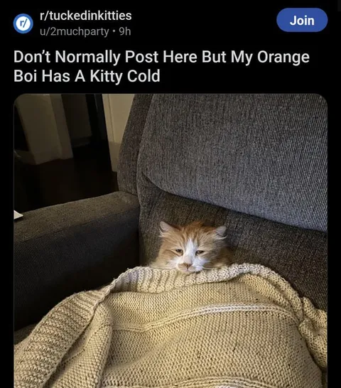Orange Cat Has a Kitty Cold