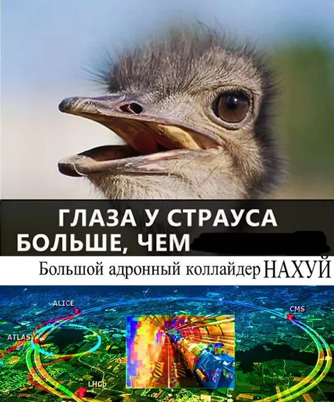 Страус и адронный коллайдер