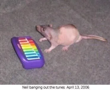 Neil Banging Out the Tunes