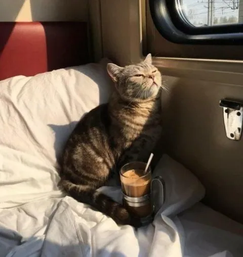 Кот наслаждается поездкой с кофе