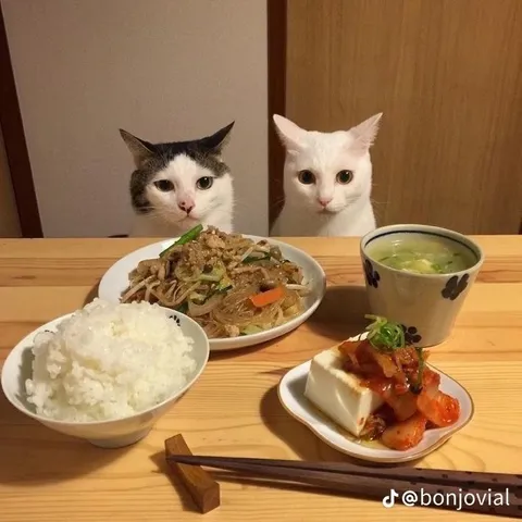 Коты пришли на ужин