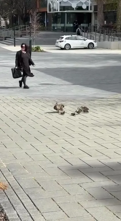 Ducklings Survive the Chase