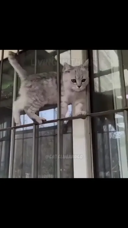 Cats Losing Their Memory