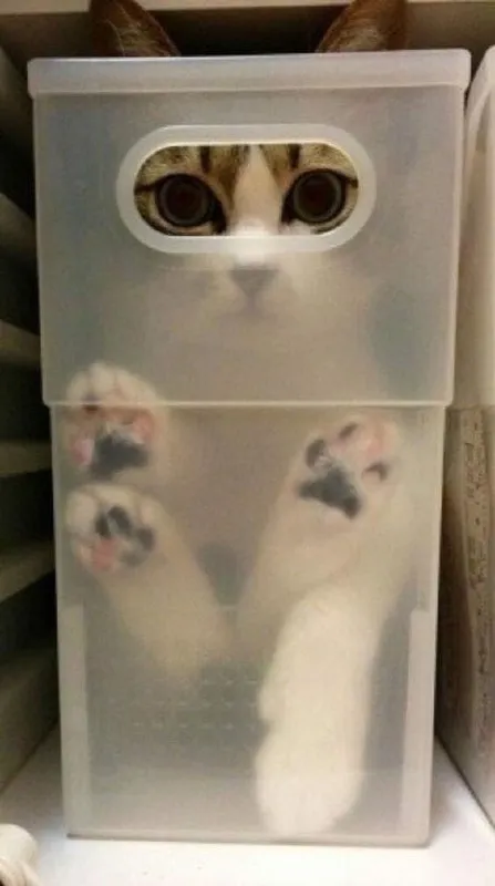Кот в контейнере с окошком