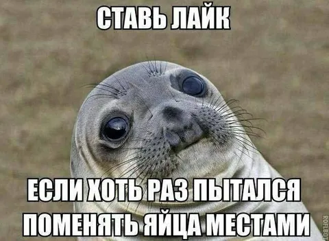 Тюлень меняет яйца местами