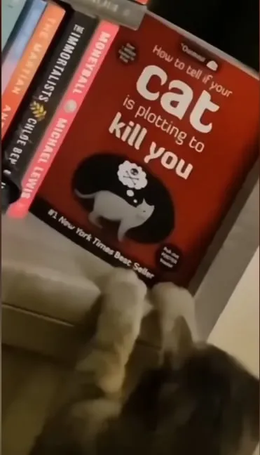 Cat Plotting to Kill You