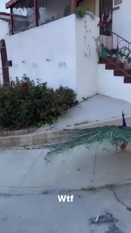 Peacock Blocks the Sidewalk