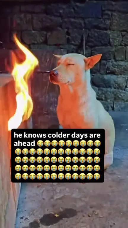Colder Days Ahead Dog