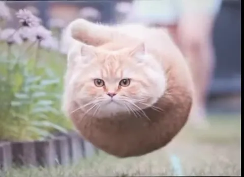Круглый кот летит по траве