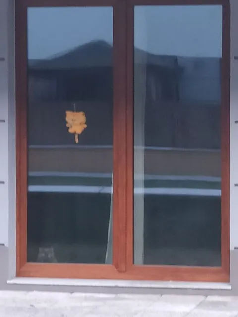 Кот на окне