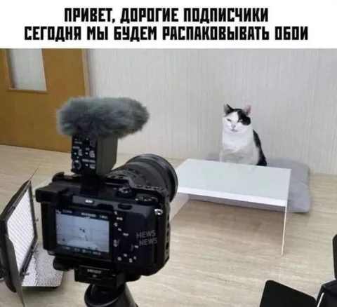Кот распаковывает обы