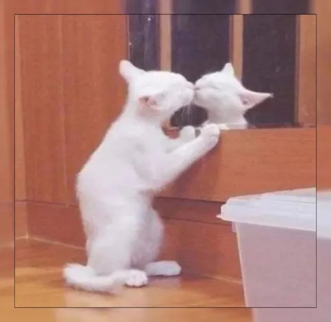 Кот целует отражение