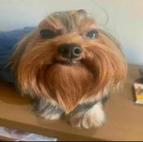 Собака с лицом Чубакки