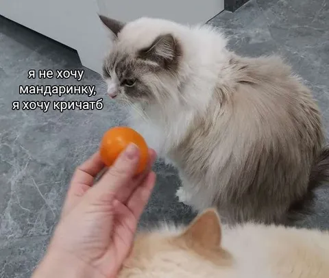 Кот хочет кричать