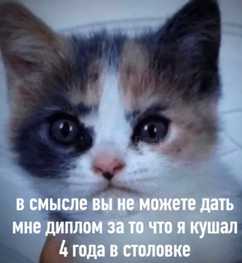 Диплом за обеды в столовке