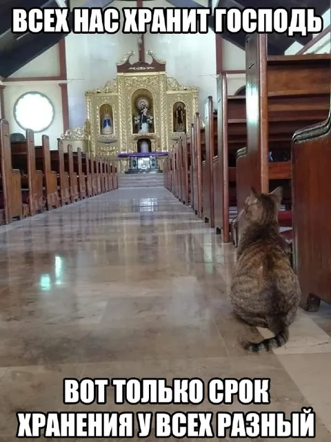 Кот и разные сроки хранения