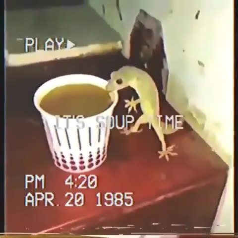 It's Soup Time Gecko