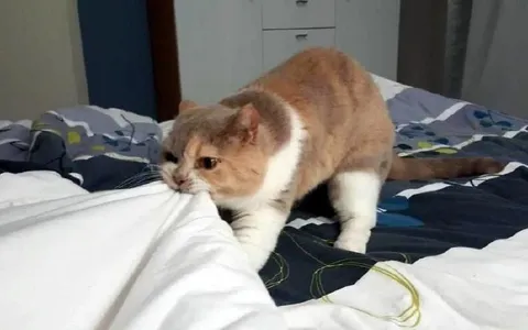 Кот тащит простыню