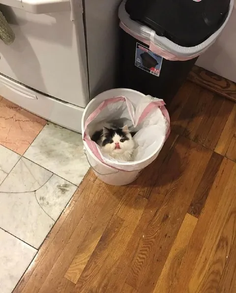 Кот в мусорном ведре