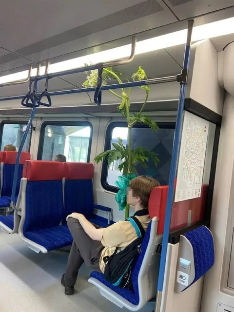 Комнатное растение в метро