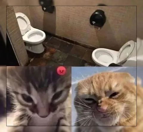 Злые коты в туалете